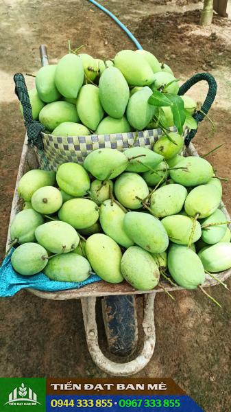 dac_diem_giong_xoai_cat_hoa_loc Đặc điểm giống xoài cát hòa lộc