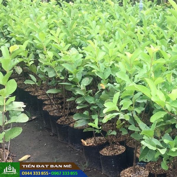 dia_chi_ban_cay_giong_oi_nu_hoang Giá bán và địa chỉ cung cấp giống ổi nữ hoàng