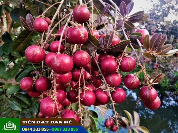 Giá bán và địa chỉ cung cấp giống nhãn tím
