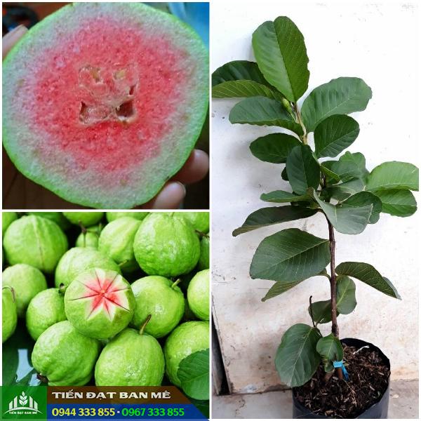 dia_chi_cung_cap_giong_oi_ruby_ruot_do_thai_lan Giá ổi ruby ruột đỏ giống và địa chỉ cung cấp