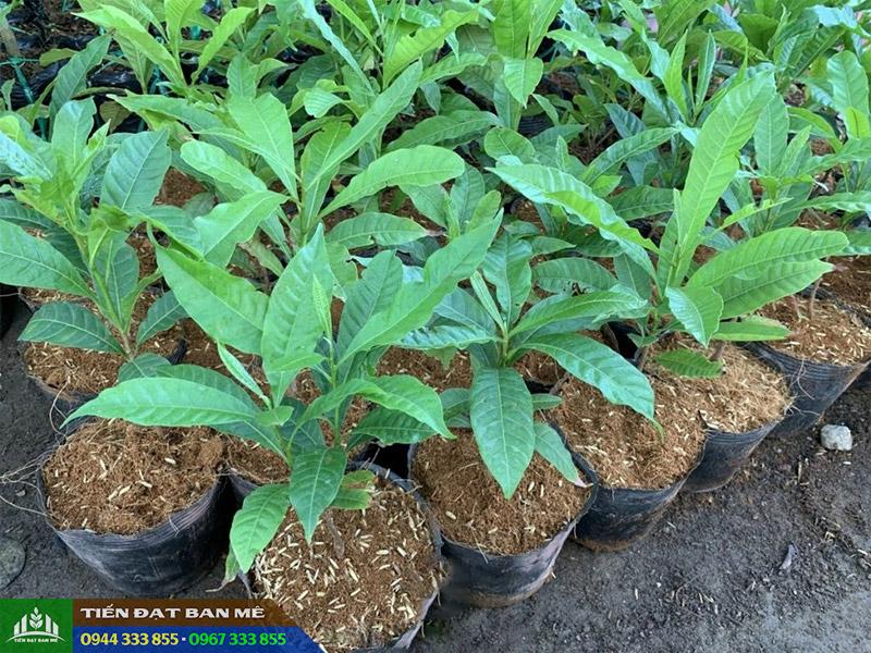 gia_ban_va_dia_chi_cung_cap_giong_vu_sua_hoang_kim Giá bán và địa chỉ cung cấp giống vú sữa hoàng kim