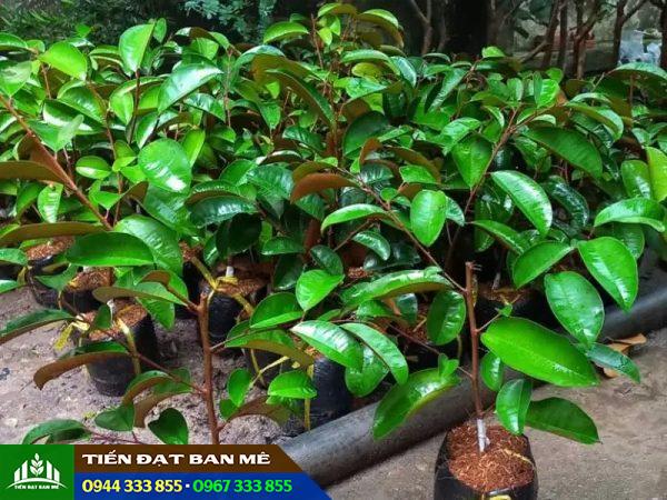 Giá bán và địa chỉ cung cấp giống vú sữa mica