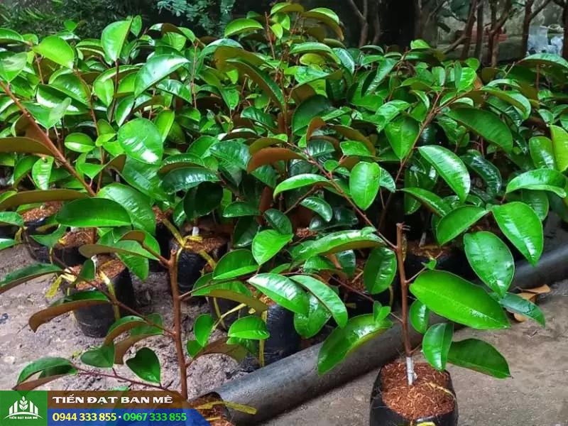 Giá bán và địa chỉ cung cấp giống vú sữa mica