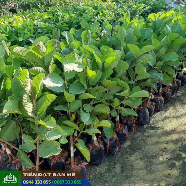 Mua cây giống ổi Ruby ruột đỏ Thái Lan Mua cây giống ổi Ruby ruột đỏ Thái Lan