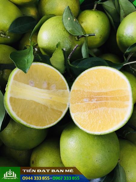 giong_cam_xoan_gia_tri_kinh_te_cao