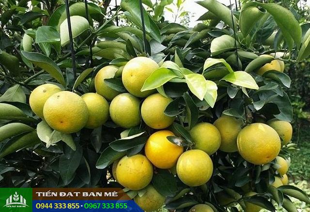 giong_cam_xoan_nang_suat_cao Giống cam xoàn năng suất cao