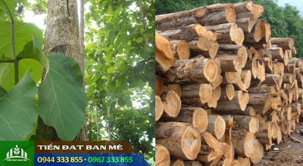 giong_cay_go_tech Giống cây gỗ tếch (teak, giá tỵ, báng súng)