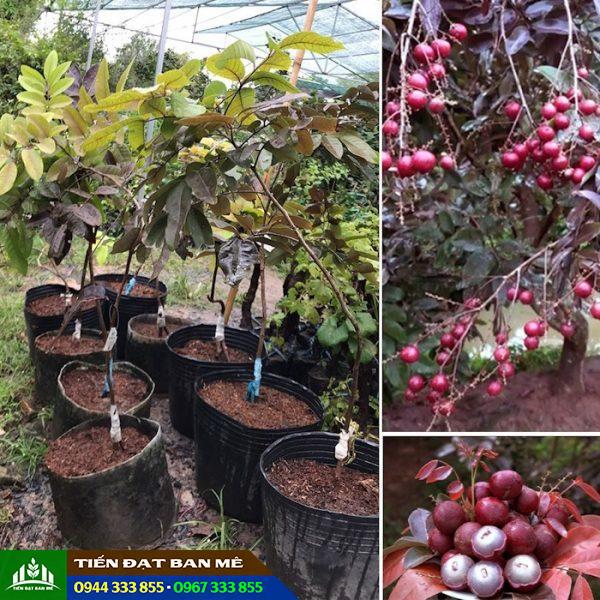 Giống cây nhãn tím độc lạ: Nguồn gốc, đặc điểm và địa chỉ mua giống