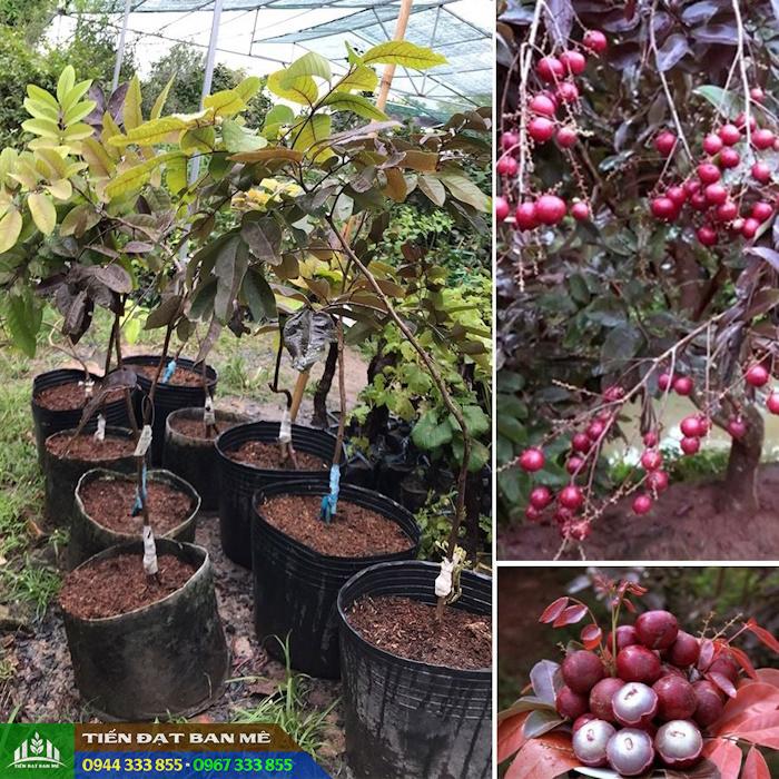Giống cây nhãn tím độc lạ: Nguồn gốc, đặc điểm và địa chỉ mua giống