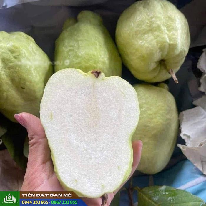 giong_cay_oi_khong_hat Địa chỉ mua và giá bán giống ổi không hạt