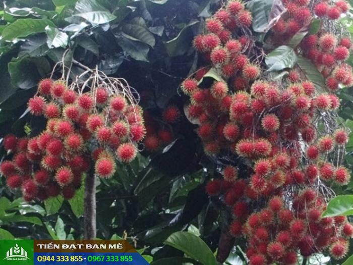 giong_chom_chom_tien_cuong Kỹ thuật trồng giống chôm chôm tiến cường