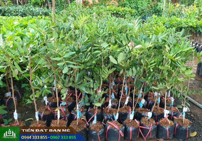 giong_nhan_xuong_com_vang Mua cây giống nhãn xuồng cơm vàng