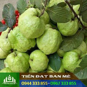 Giống ổi nữ hoàng: Đặc điểm và địa chỉ mua cây giống