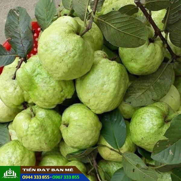 Giống ổi nữ hoàng: Đặc điểm và địa chỉ mua cây giống