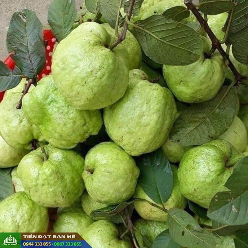 giong_oi_nu_hoang_dac_diem_va_dia_chi_mua_giong Giống ổi nữ hoàng: Đặc điểm và địa chỉ mua cây giống