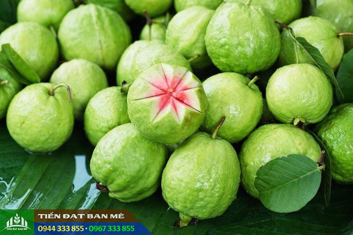 giong_oi_ruby_ruot_do_thai_lan_dac_diem_dia_chi_mua_giong Giống ổi ruby ruột đỏ Thái Lan: Đặc điểm và địa chỉ mua giống