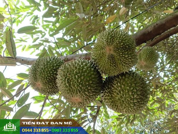 giong_sau_rieng_black_thorn_d200 Giống sầu riêng Black Thorn D200 Durian