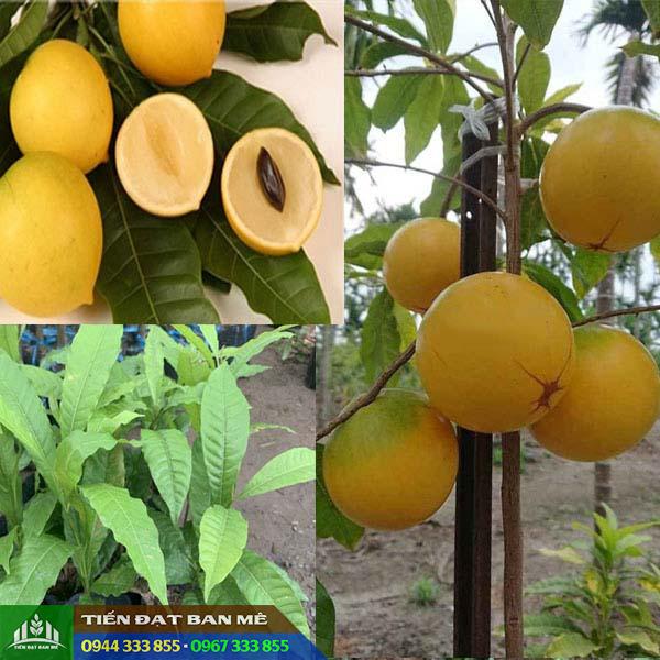 giong_vu_sua_hoang_kim Giống vú sữa hoàng kim: Đặc điểm và nơi cung cấp cây giống