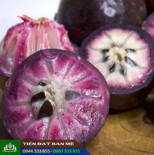 Vú Sữa Tím Mica: Nguồn Gốc Giống Cây, Đặc Điểm & Giá Cây Giống Mới Nhất
