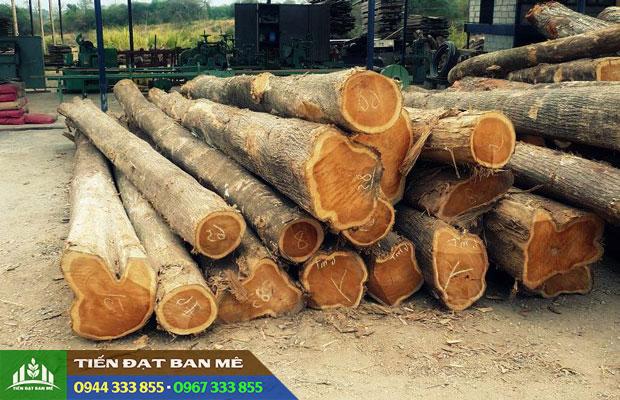 go_tech_go_teak_go_gia_ty Gỗ tếch (gỗ teak, gỗ giá tỵ) có giá trị kinh tế cao
