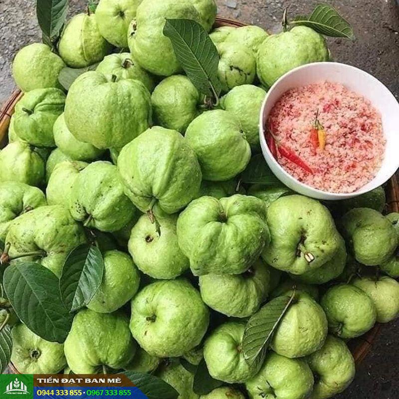 ky_thuat_trong_oi_nu_hoang Kỹ thuật trồng ổi nữ hoàng