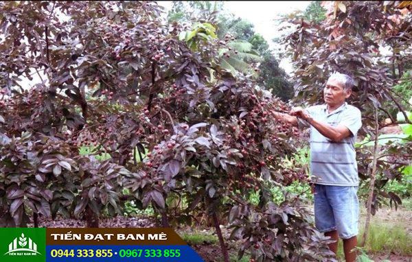 Kỹ thuật trồng cây nhãn tím