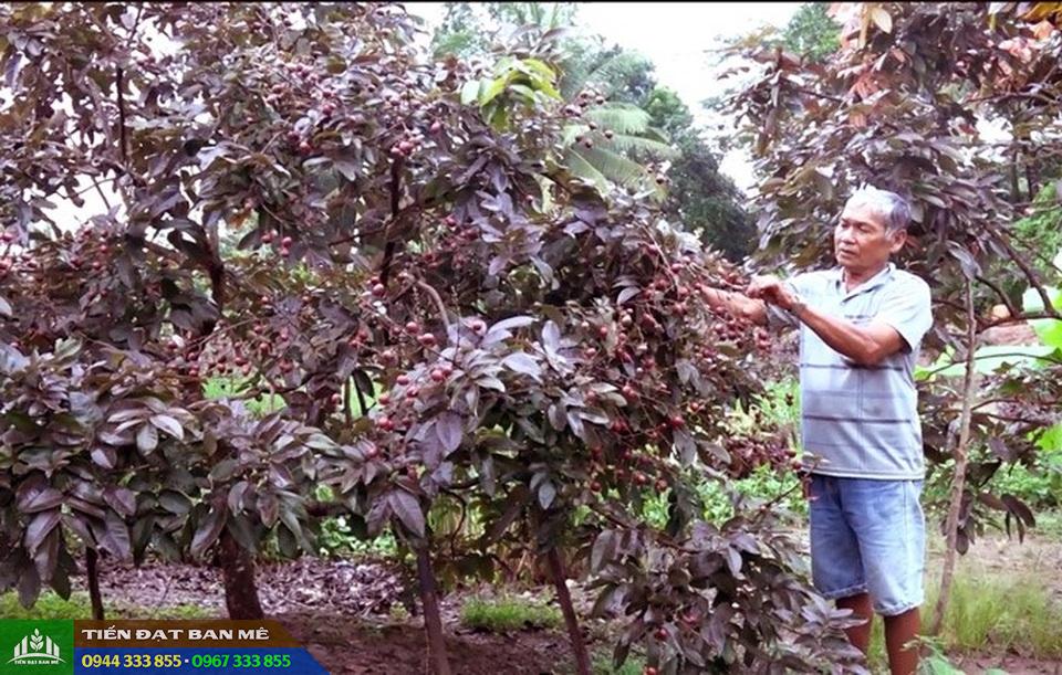 Kỹ thuật trồng giống cây nhãn tím