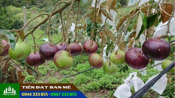 Kỹ thuật trồng vú sữa tím mica