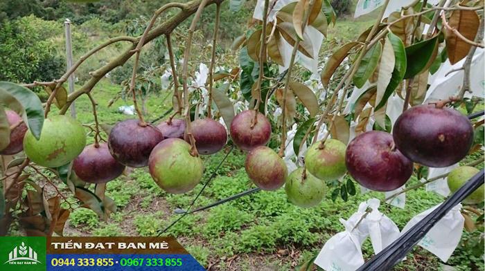 Kỹ thuật trồng vú sữa tím mica