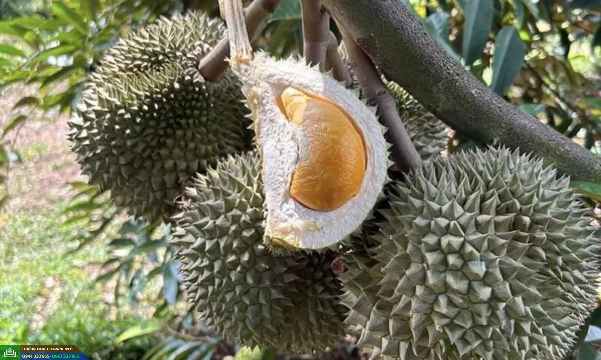 Mua Giống Sầu Riêng Black Thorn: Địa Chỉ Và Giá Bán