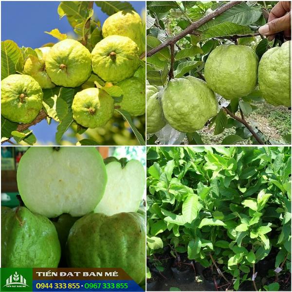 mua_cay_giong_oi_nu_hoang_o_dau Mua cây giống ổi nữ hoàng ở đâu đảm bảo