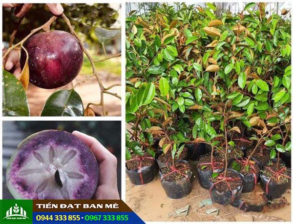 Mua cây giống vú sữa mica ở đâu đảm bảo