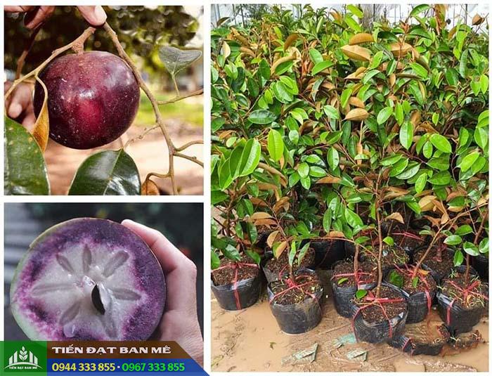 Mua cây giống vú sữa mica ở đâu đảm bảo