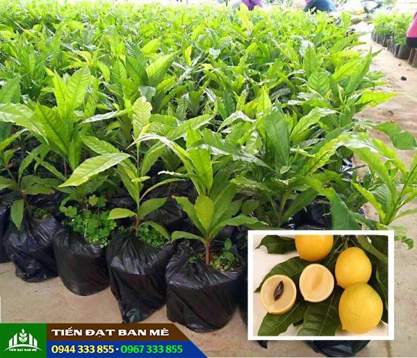 Mua cây giống vú sữa vàng hoàng kim ở đâu?