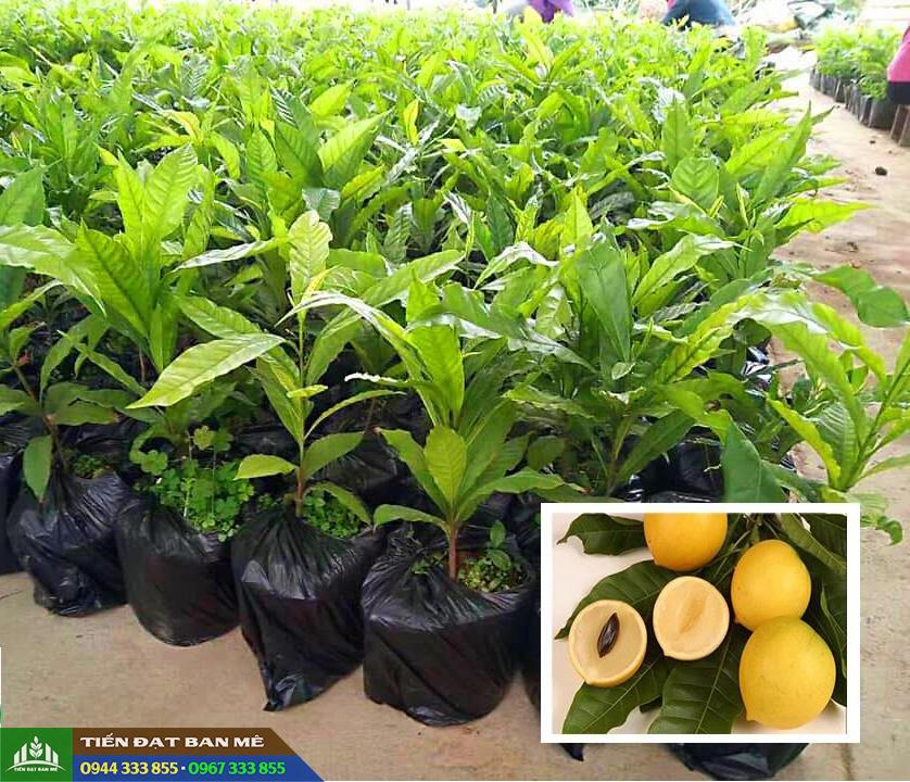 mua_cay_giong_vu_sua_vang_hoang_kim Mua cây giống vú sữa vàng hoàng kim ở đâu?