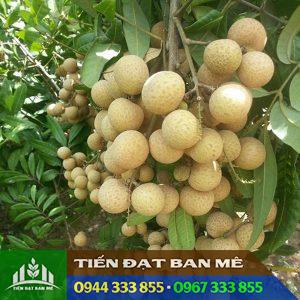 Đặc điểm giống nhãn xuồng cơm vàng