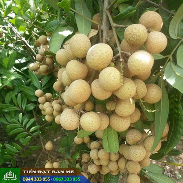 nhan_xuong_com_vang Đặc điểm giống nhãn xuồng cơm vàng