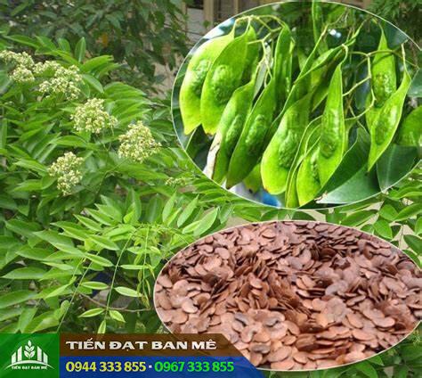 Đặc Điểm Và Giá Bán Cây Giống Sưa Đỏ