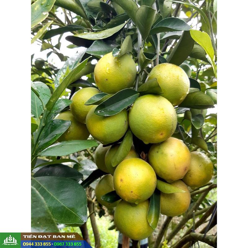 Mua cây giống cam xoàn uy tín ở đâu?