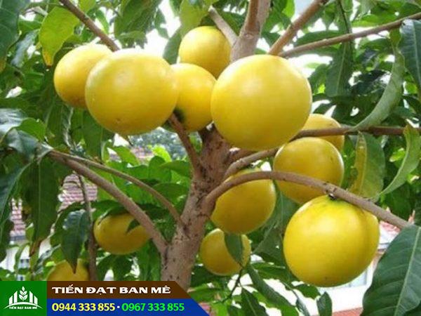Giống vú sữa hoàng kim (vú sữa vàng)