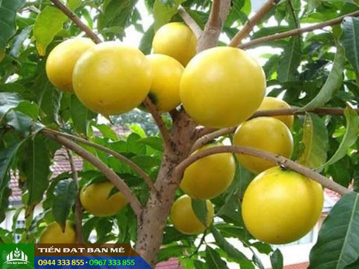 vu_sua_hoang_kim_vu_sua_vang Giống vú sữa hoàng kim (vú sữa vàng)