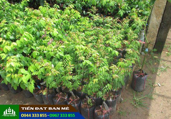 Giá bán và địa chỉ cung cấp giống khế chua