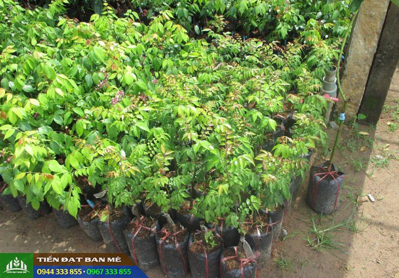 Giá bán và địa chỉ cung cấp giống khế chua