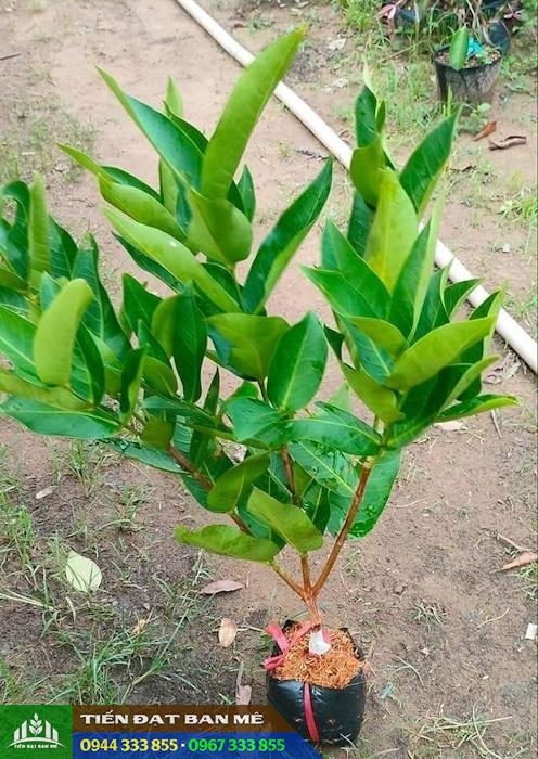 Mua cây giống mận An Phước ở đâu đảm bảo