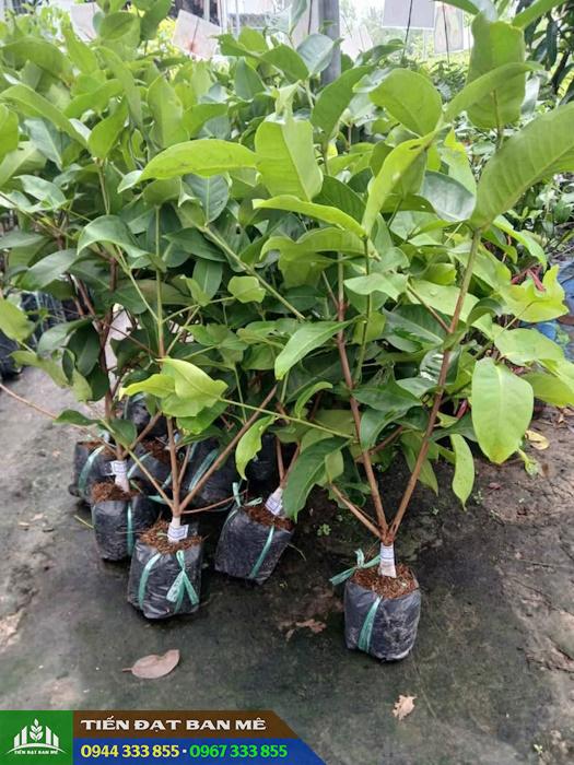 Cây giống mận hồng Sóc Trăng (mận hồng MST)