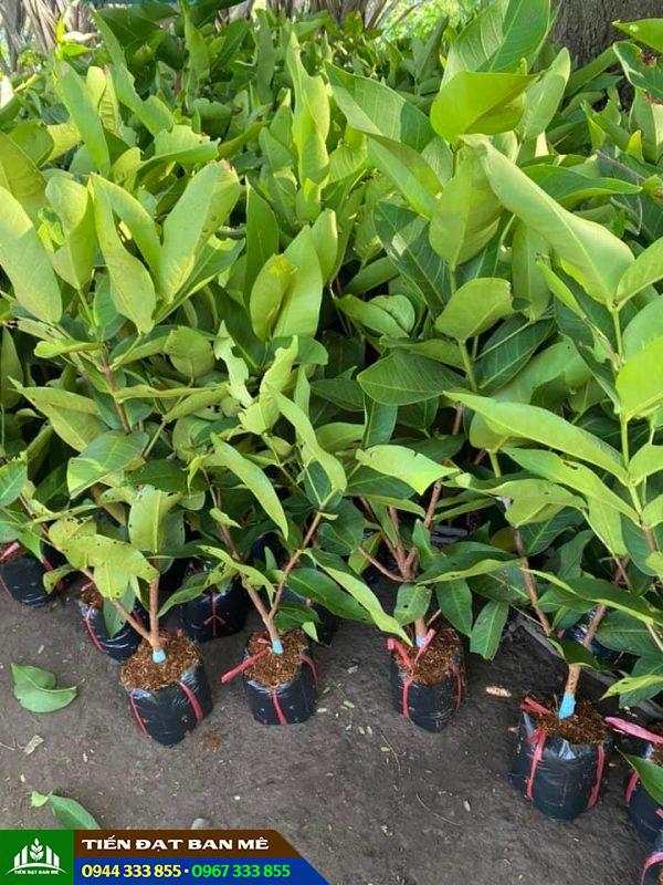 Mua cây giống mận trắng ở đâu?