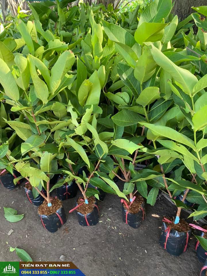 cay_giong_man_trang_cay_giong_roi_trang Mua cây giống mận trắng ở đâu?