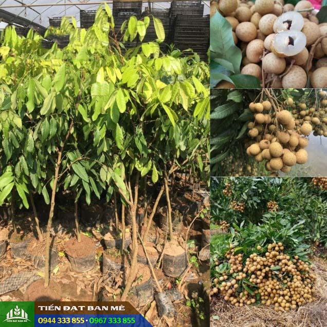 Mua cây giống nhãn hương chi ở đâu đảm bảo