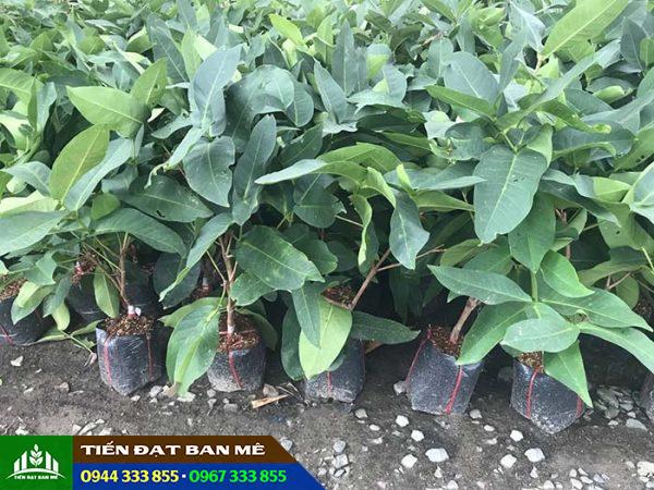 Giá bán và địa chỉ cung cấp giống mận xanh Tam Hoa