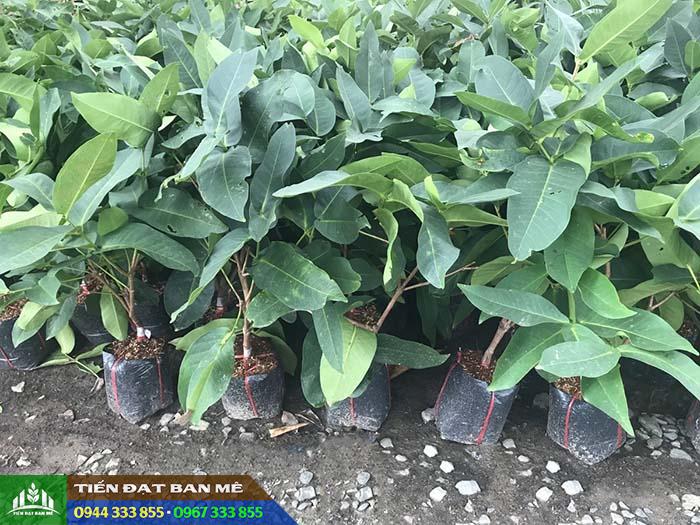 Giá bán và địa chỉ cung cấp giống mận xanh Tam Hoa